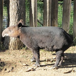 Cheyenne Mountain Zoo 2010 - Mountain Tapir