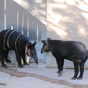 Cheyenne Mountain Zoo 2010 - Mountain Tapirs