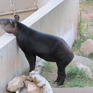 Cheyenne Mountain Zoo 2010 - Mountain Tapir