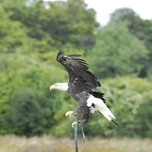 Vulture Awareness Day 2009