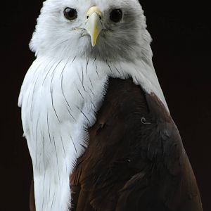 Vulture Awareness Day 2009