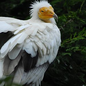 Vulture Awareness Day 2009