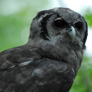 Vulture Awareness Day 2009