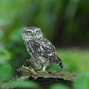 Woodland Owls flying demonstration