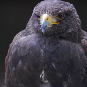 Vulture Awareness Day 2009