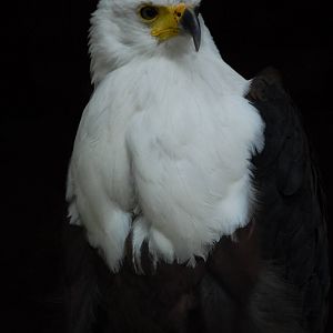 Vulture Awareness Day 2009