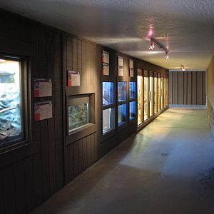 Arizona Trail - Native Reptile and Amphibian Exhibits