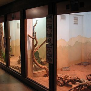 Arizona Trail - Native Reptile Exhibits