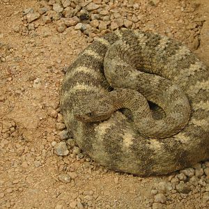 Arizona Trail - Tiger Rattlesnake