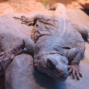 Arizona Trail - Common Chuckwalla