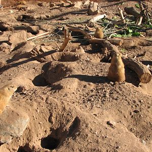 Arizona Trail - Black-tailed Prarie Dog Exhibit in Walk-through Aviary