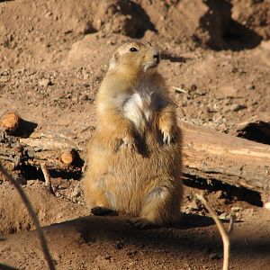 Arizona Trail - Black-tailed Prairie Dog