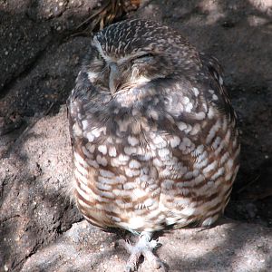 Arizona Trail - Burrowing Owl