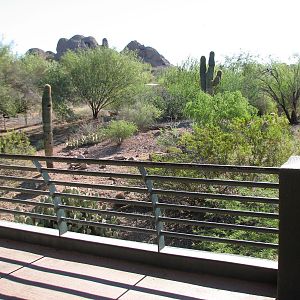 Arizona Trail - Coyote Exhibit
