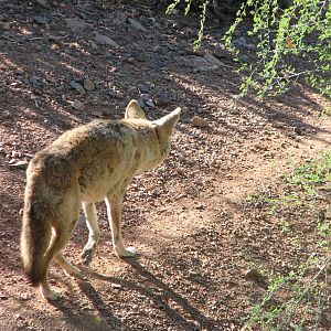 Arizona Trail - Coyote