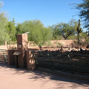 Arizona Trail - Collared Peccary Exhibit