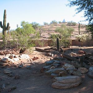 Arizona Trail - Collared Peccary Exhibit