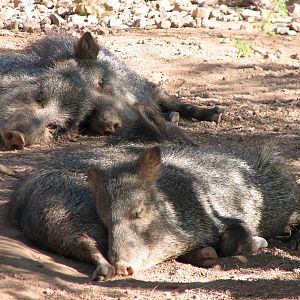 Arizona Trail - Collared Peccary