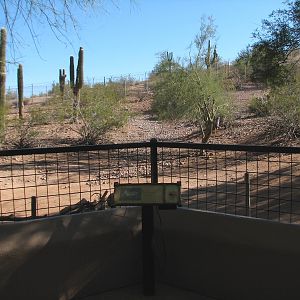 Arizona Trail - Pronghorn Exhibit