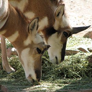 Arizona Trail - Pronghorn