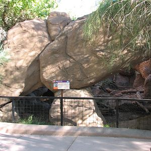 Arizona Trail - Mountain Lion Exhibit
