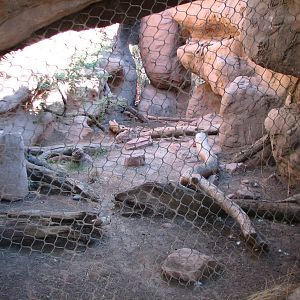 Arizona Trail - Mountain Lion Exhibit