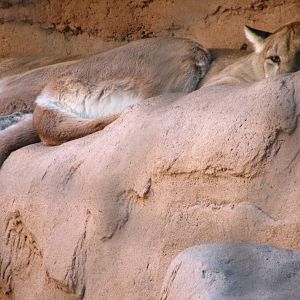 Arizona Trail - Mountain Lion