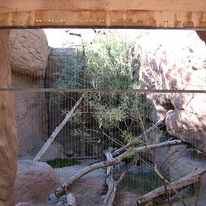 Arizona Trail - Bobcat Exhibit