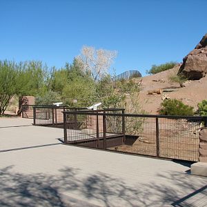 Desert Lives - Desert Bighorn Sheep Exhibit