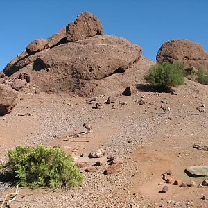 Desert Lives - Desert Bighorn Sheep Exhibit