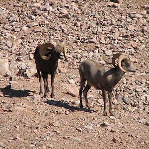 Desert Lives - Desert Bighorn Sheep
