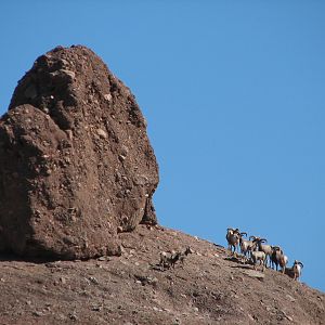 Desert Lives - Desert Bighorn Sheep Exhibit