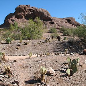 Desert Lives - Second Desert Bighorn Sheep Exhibit In Distance