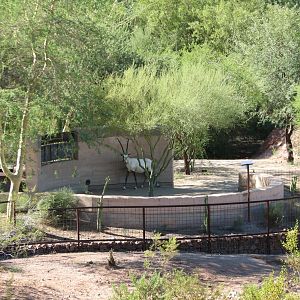 Desert Lives - Arabian Oryx Exhibit Viewing Area