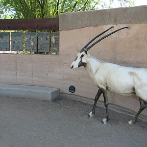 Desert Lives - Arabian Oryx Statue