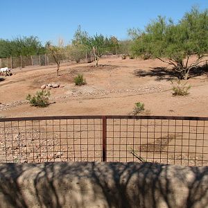 Desert Lives - Arabian Oryx Exhibit