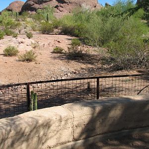 Desert Lives - Arabian Oryx Exhibit