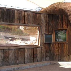 Africa Trail - Fennec Exhibit