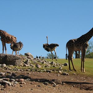 Africa Trail - Savanna Exhibit