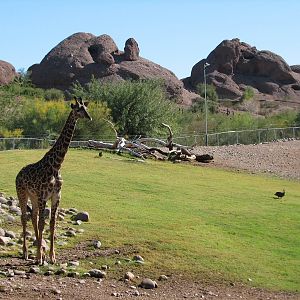 Africa Trail - Savanna Exhibit