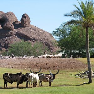 Africa Trail - Savanna Exhibit