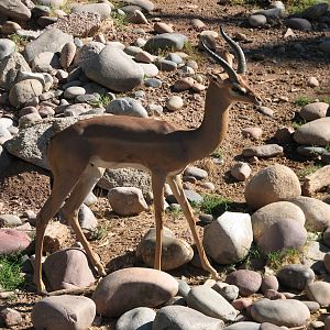 Africa Trail - Gerenuk in Savanna Exhibit