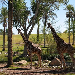 Africa Trail - Savanna Exhibit