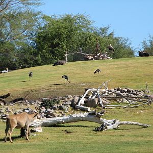 Africa Trail - Savanna Exhibit