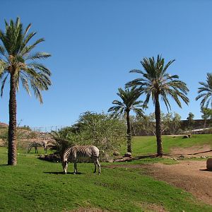 Africa Trail - Grevys Zebra and Marabou Stork Exhibit