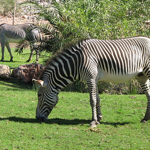 Africa Trail - Grevys Zebra