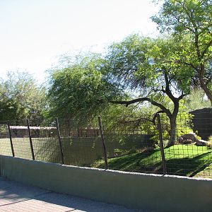 Africa Trail - Sumatran Tiger Exhibit