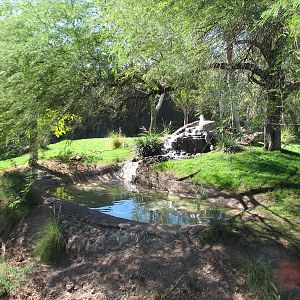 Africa Trail - Sumatran Tiger Exhibit