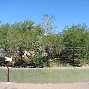 Africa Trail - African Lion Exhibit