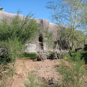 Africa Trail - African Lion Exhibit